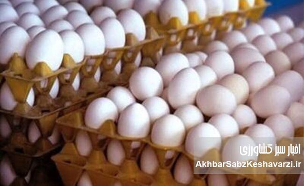دلالان تخم مرغ؛ عامل گرانی سرسام‌آور یا قربانی نظام توزیع؟