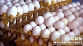 دلالان تخم مرغ؛ عامل گرانی سرسام‌آور یا قربانی نظام توزیع؟