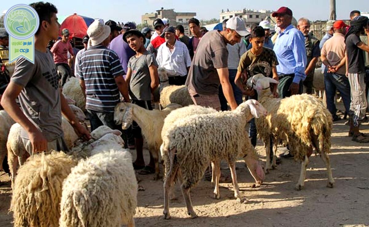 دام زنده برای عید قربان کیلویی چند؟+ جزئیات تغییر قیمت

