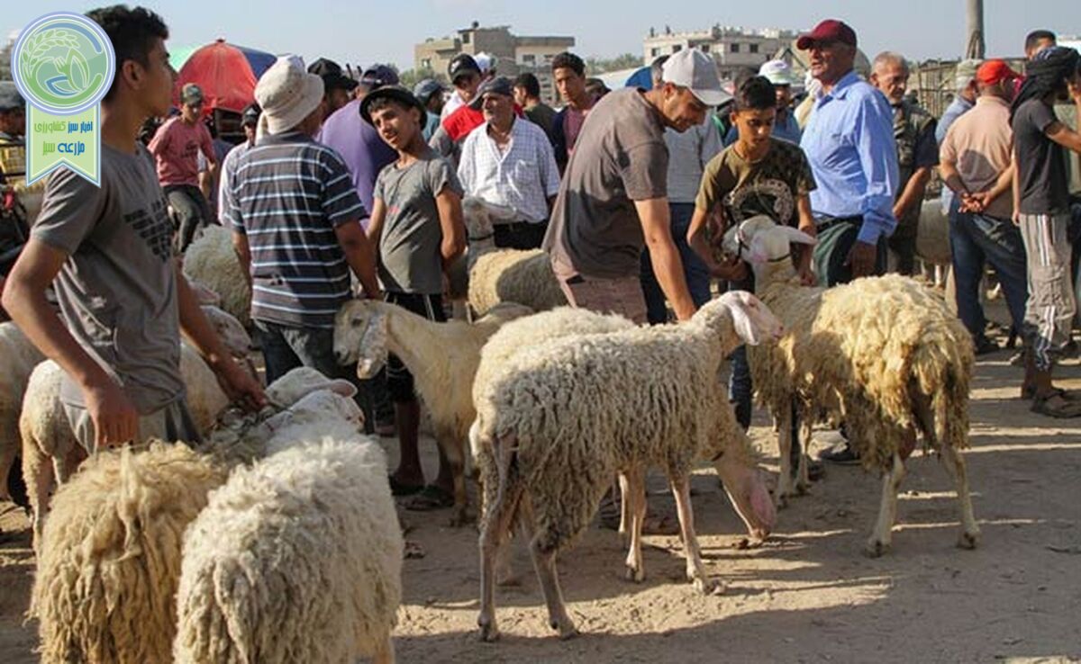 دام زنده برای عید قربان کیلویی چند؟+ جزئیات تغییر قیمت

