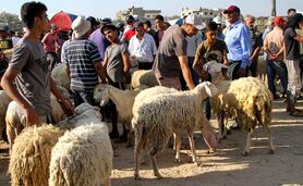 دام زنده برای عید قربان کیلویی چند؟+ جزئیات تغییر قیمت

