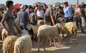 دام زنده برای عید قربان کیلویی چند؟+ جزئیات تغییر قیمت

