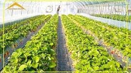 راهکار حداکثر سود و حداقل ضایعات در کشاورزی