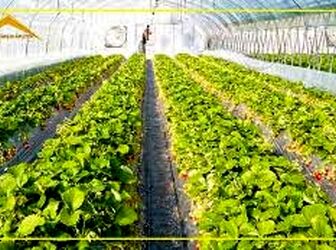 استراتژی بقا و ثروت در عصر بازسازی؛ سودآورترین محصولات گلخانه‌ای در سال ۱۴۰۵