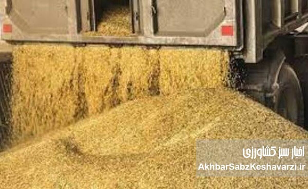 افشاگری جدید در بازار نهاده‌های دامی؛ فروش صوری و کوتاژهای تقلبی