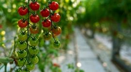 علت نوسانات گوجه فرنگی و پیاز به مبدا بازمی‌گردد

