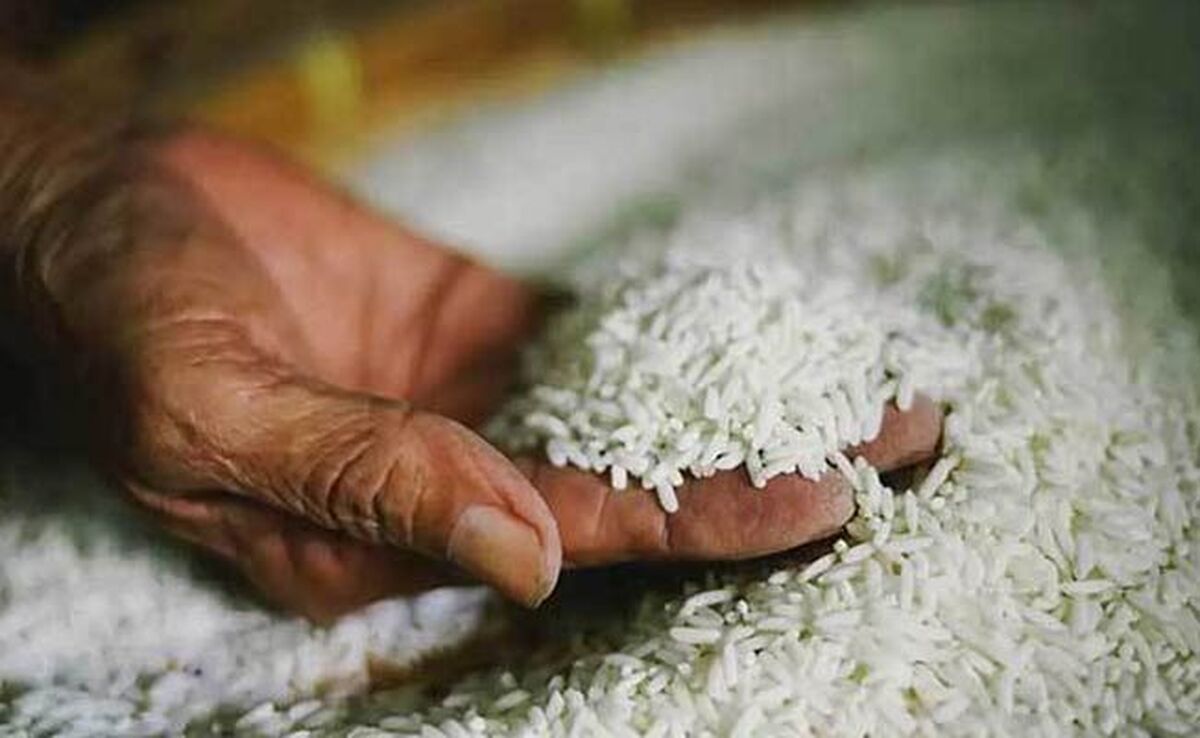 واردکنندگان برنج در حال توطئه‌ هستند؟

