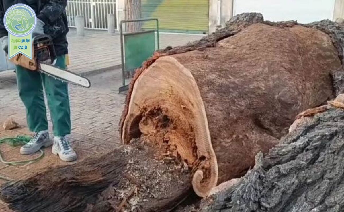 قطع درخت منتسب به عهد قاجار در قزوین

