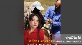 مقدسی: واردات گوشت آلوده، تب برفکی را به ایران آورد؛ دامپروری در بحران+ویدئو