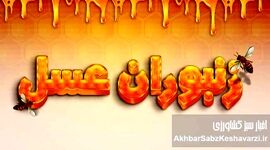 حقایقی درباره زنبوران عسل