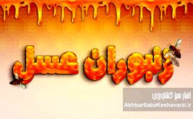 حقایقی درباره زنبوران عسل