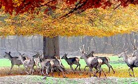 پارک ملی گلستان قربانی اختلافات سازمانی

