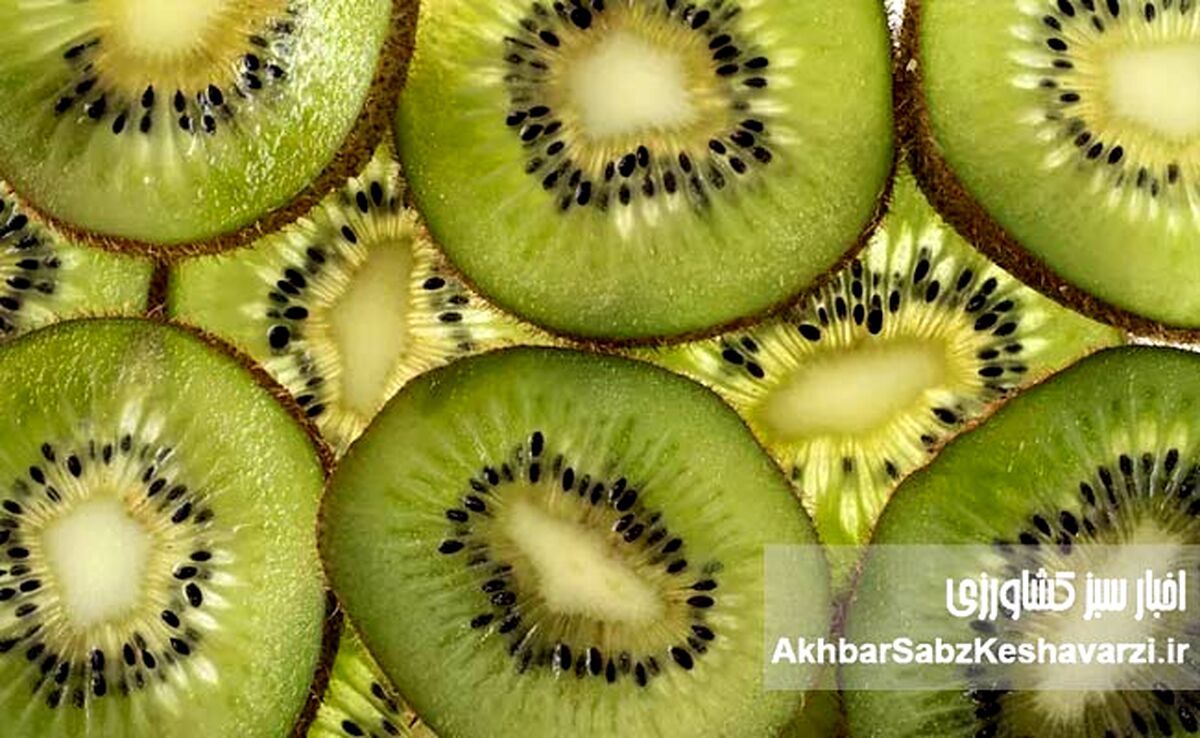 کیوی، آلو و آب معدنی؛ راز طبیعی رفع یبوست بدون دارو