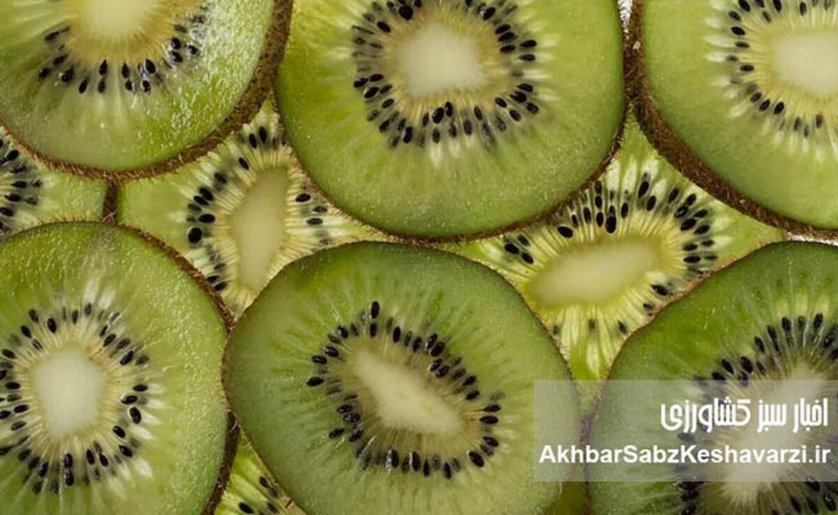 کیوی، آلو و آب معدنی؛ راز طبیعی رفع یبوست بدون دارو