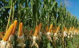 آغاز کشت قراردادی ذرت علوفه‌ای در 8 استان

