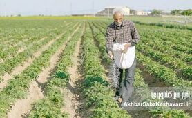 توزیع کود شیمیایی کشاورزان به زودی آغاز می‌شود