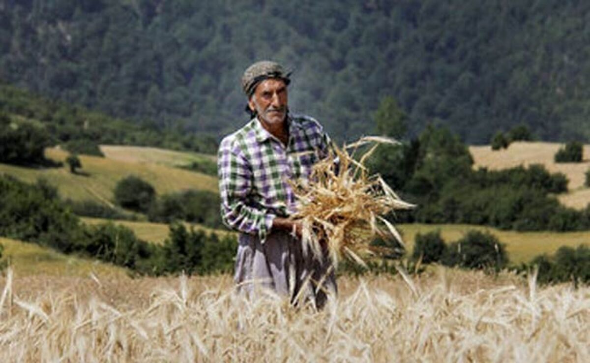 ۳۰ درصد از کشاورزان ایران بالای ۶۰ سال سن دارند