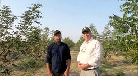کاشت همراه درختان گردوی پکان و‌ انجیر توسط جوان مبتکر گلستانی+ ویدئو

