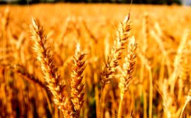 اعلام جزئیات خرید توافقی گندم

