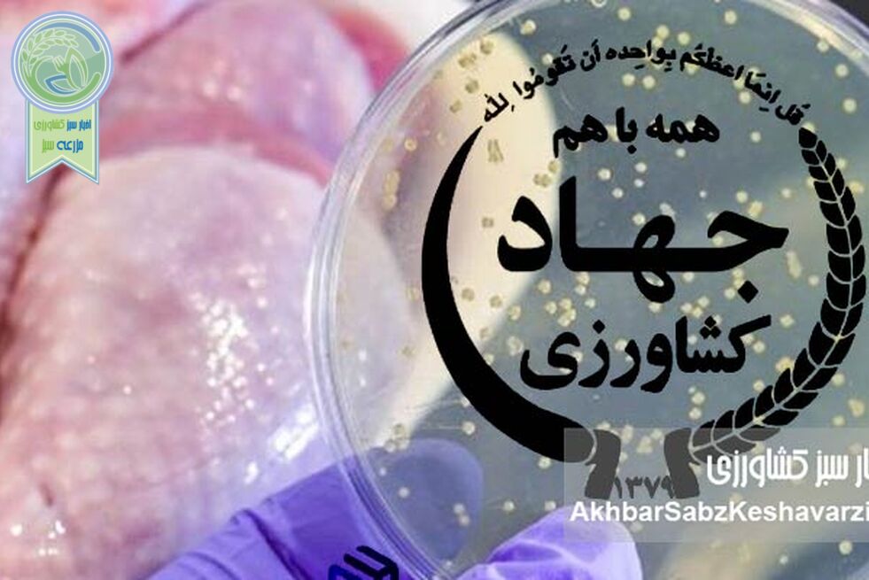 نسل‌کشی سالمونلا، همسو با جنایات آمریکا+نامه