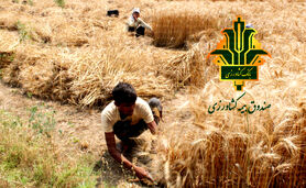 تلاش برای پوشش حداکثری اراضی گندم؛ نقش حیاتی صندوق بیمه کشاورزی