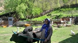 خانم بس؛ بانوی بی‌بدیل روستای کجور+ فیلم

