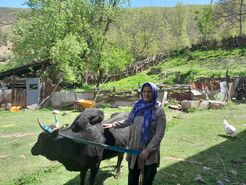 خانم بس؛ بانوی بی‌بدیل روستای کجور+ فیلم

