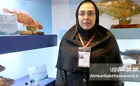برای نخستین بار در کشور؛ نسل ششم پرورشی ماهی آزاد دریای کاسپین وارد قفس‌های پرورش ماهی شد