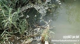 مرگ دوباره ماهی‌های هورالعظیم؛ وقتی آب، معیشت را پس می‌گیرد
