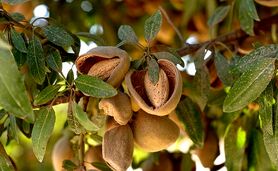 کدام آجیل برای چربی‌سوزی بهتر است؟