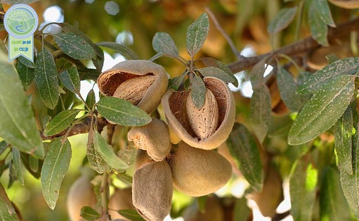 کدام آجیل برای چربی‌سوزی بهتر است؟
