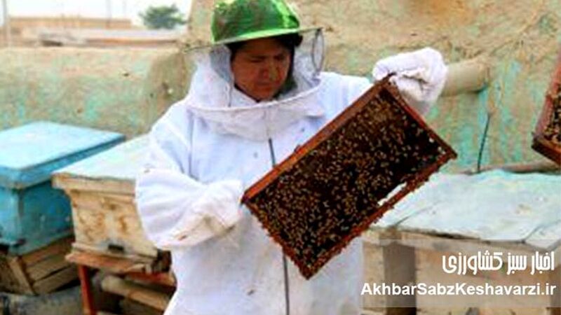 زنبورداری در افغانستان؛ نبرد بقا زیر سایه سنگین طالبان+ ویدئو