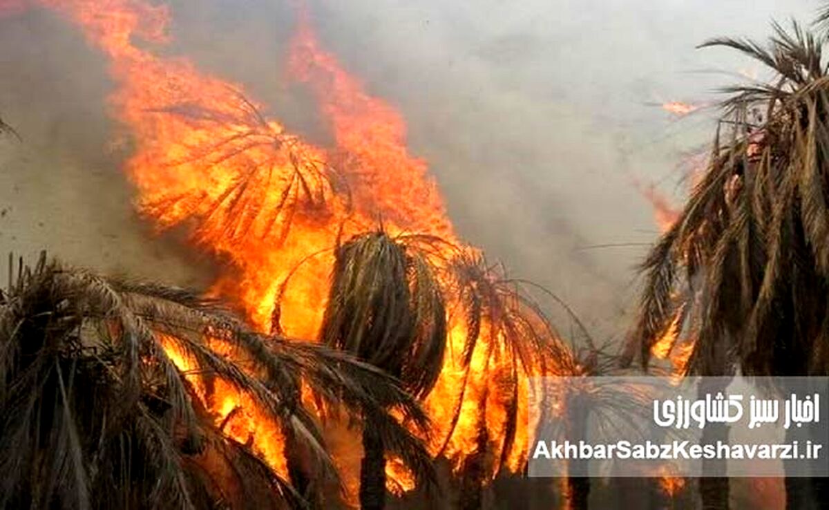 نفس‌های آخر نخلستان‌های جنوب؛ ۲۹ هزار نخل آبادان در آتش و کابوس تنش آبی خوزستان
