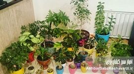 رازهای آبیاری انواع گیاهان آپارتمانی