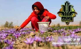 «پالیز» بانک کشاورزی: پایان عصر دلالان در بازار طلای سرخ خراسان شمالی با بانکداری دیجیتال