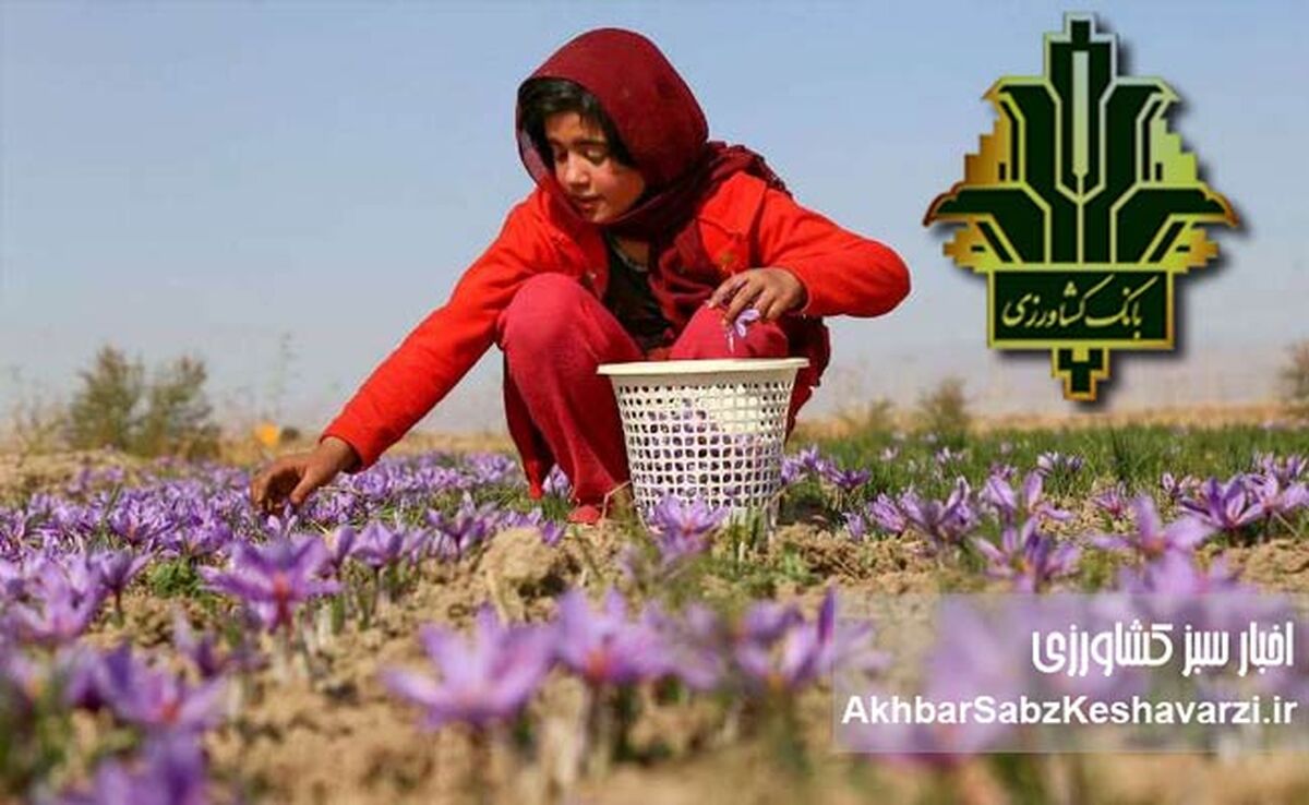 «پالیز» بانک کشاورزی: پایان عصر دلالان در بازار طلای سرخ خراسان شمالی با بانکداری دیجیتال