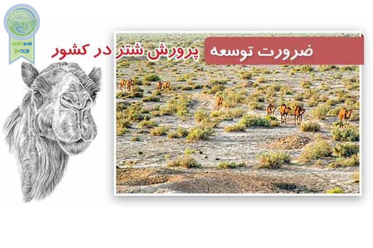 ضرورت توسعه پرورش شتر در کشور

