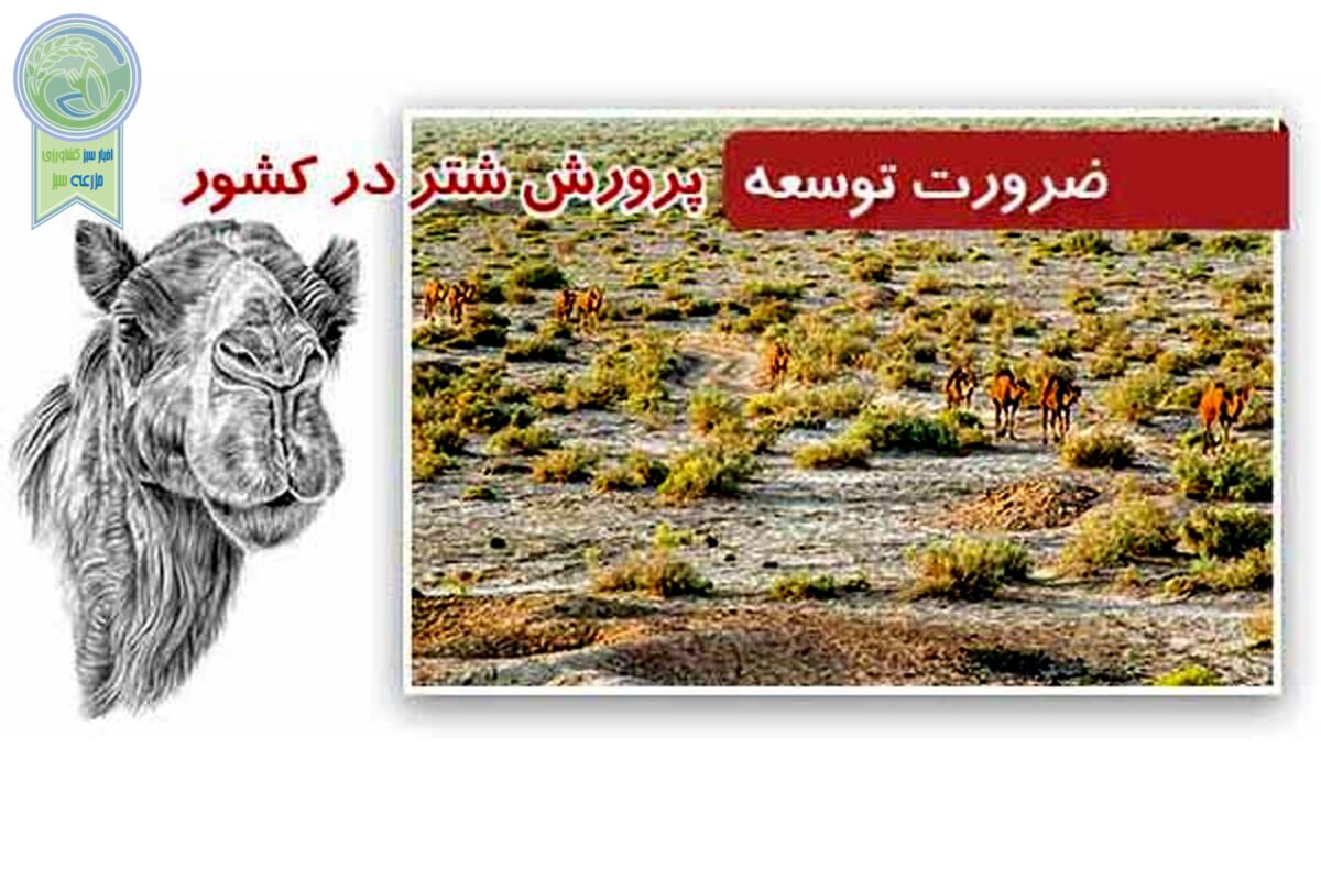 ضرورت توسعه پرورش شتر در کشور

