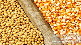 گزارشی مستند از بحران نهاده‌های دامی و فروپاشی تدریجی تولید مرغ + عکس 