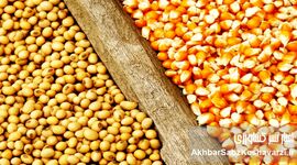 گزارشی مستند از بحران نهاده‌های دامی و فروپاشی تدریجی تولید مرغ + عکس 