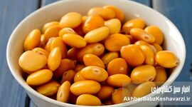 لوبیا مصری؛ بمب پروتئین گیاهی!