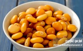 لوبیا مصری؛ بمب پروتئین گیاهی!