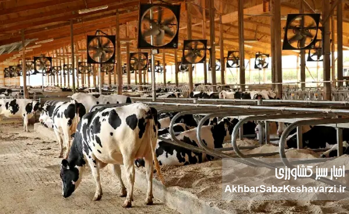 مدیریت استرس گرمایی در گاوداری‌ها؛ چگونه از کاهش تولید شیر در روزهای گرم جلوگیری کنیم؟
