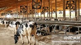 مدیریت استرس گرمایی در گاوداری‌ها؛ چگونه از کاهش تولید شیر در روزهای گرم جلوگیری کنیم؟