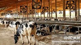 مدیریت استرس گرمایی در گاوداری‌ها؛ چگونه از کاهش تولید شیر در روزهای گرم جلوگیری کنیم؟
