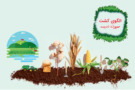 الگوی کشت، ضرورتی که نادیده گرفته شد

