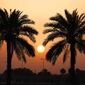 نخلداران زیر فشار آب شور، آفت و هزینه‌های بالا