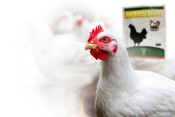 روش‌های کاهش مصرف آنتی‌بیوتیک در مرغداری‌ها

