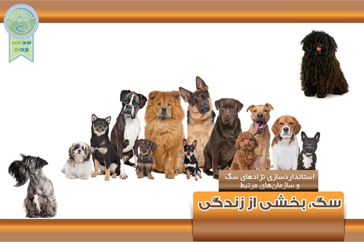 سگ، بخشی از زندگی


