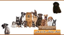سگ، بخشی از زندگی

